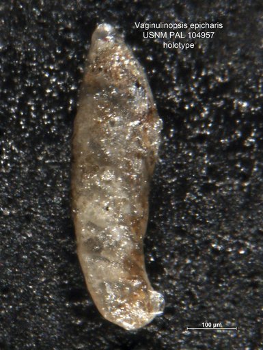Vaginulinopsis epicharis Loeblich & Tappan, 1950