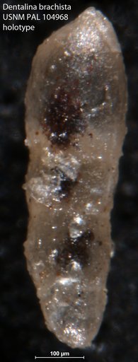Dentalina brachista Loeblich & Tappan, 1950