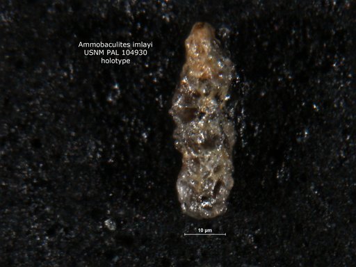 Ammobaculites imlayi Loeblich & Tappan, 1950