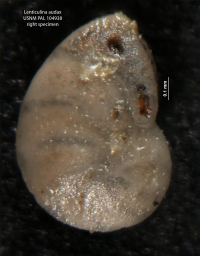 Lenticulina audax Loeblich & Tappan, 1950