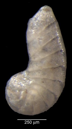Vaginulinopsis eritheles Loeblich & Tappan, 1950