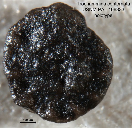 Trochammina contornata Tappan Loeblich, 1951