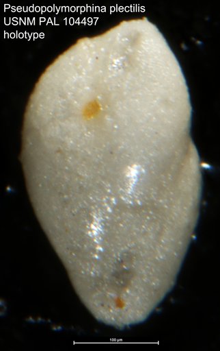 Pseudopolymorphina plectilis Loeblich & Tappan, 1949