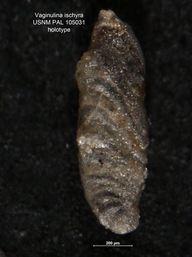 Vaginulina ischyra Loeblich & Tappan Loeblich, 1950