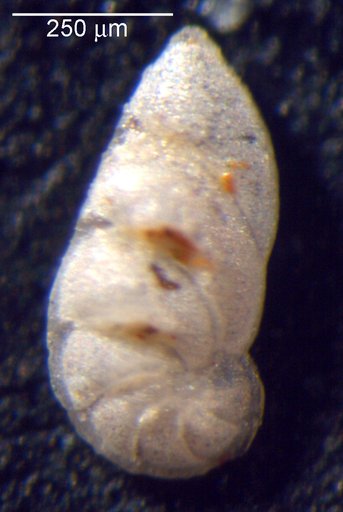 Astacolus ectypus Loeblich & Tappan, 1950