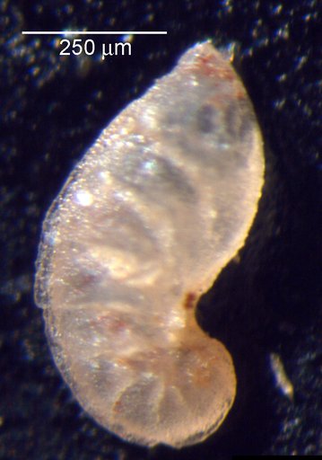 Astacolus ectypus Loeblich & Tappan, 1950