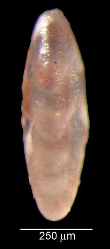 Tristix nitidula Loeblich & Tappan, 1950