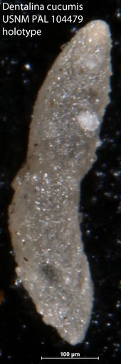 Dentalina cucumis Loeblich & Tappan Loeblich, 1949