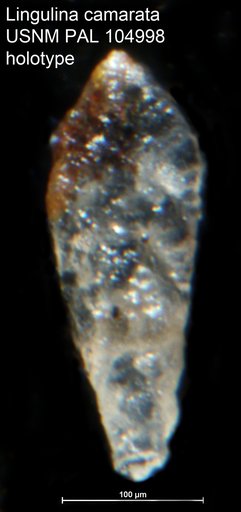 Lingulina camarata Loeblich & Tappan Loeblich, 1950