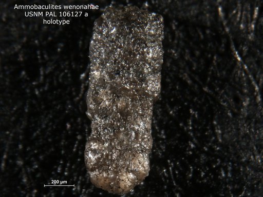 Ammobaculites wenonahae Tappan, 1960