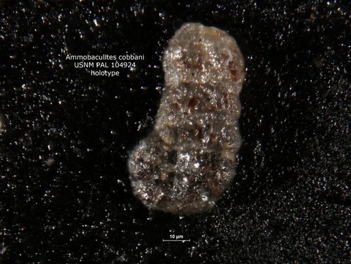 Ammobaculites cobbani Loeblich & Tappan, 1950