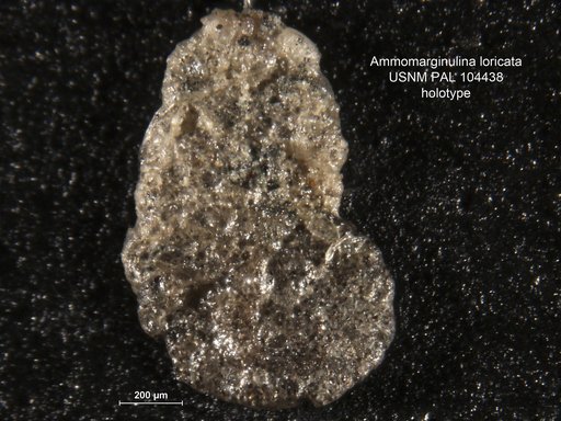 Ammomarginulina loricata Loeblich & Tappan, 1949