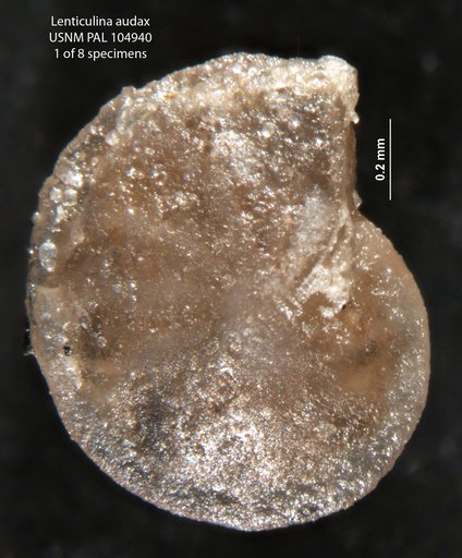 Lenticulina audax Loeblich & Tappan, 1950