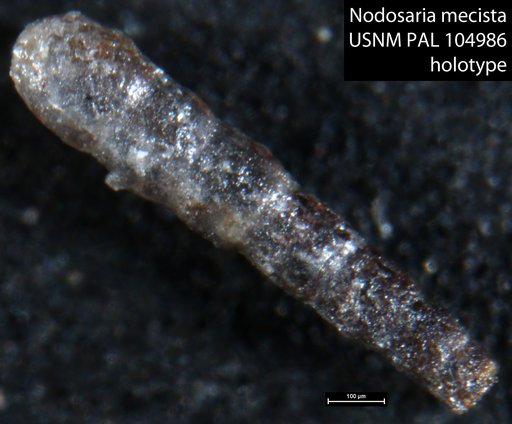 Nodosaria mecista Loeblich & Tappan, 1950