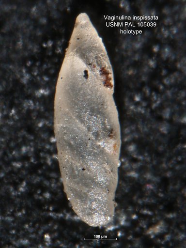 Vaginulina inspissata Loeblich & Tappan Loeblich, 1950