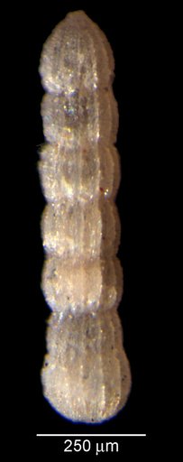 Nodosaria orthostoecha Loeblich & Tappan, 1950