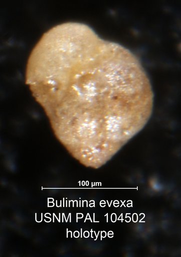 Bulimina evexa Loeblich & Tappan Loeblich, 1949
