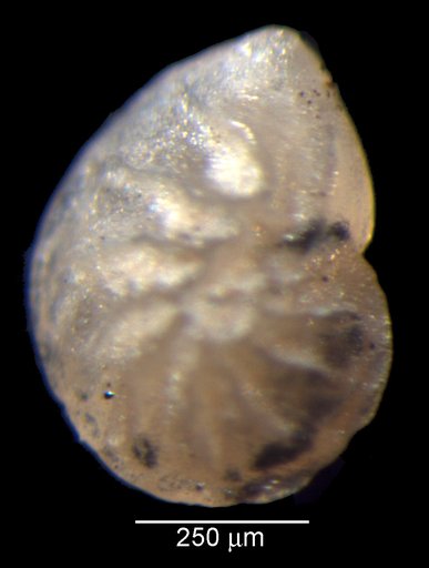 Lenticulina dilecta Loeblich & Tappan Loeblich, 1950