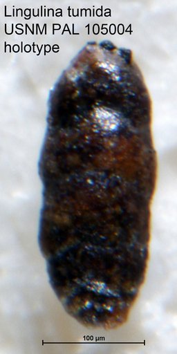Lingulina tumida Loeblich & Tappan, 1950