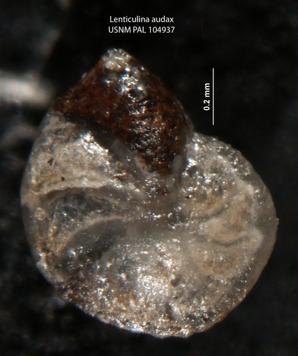 Lenticulina audax Loeblich & Tappan, 1950