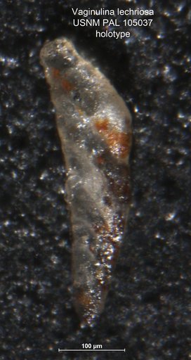 Vaginulina lechriosa Loeblich & Tappan, 1950