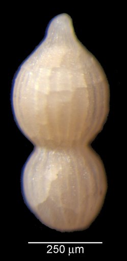 Nodosaria sphingothalama Loeblich & Tappan, 1950