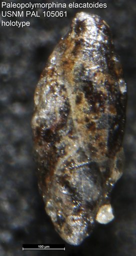 Paleopolymorphina elacatoides Loeblich & Tappan, 1950