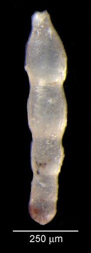 Dentalina gracilistriata Loeblich & Tappan, 1950