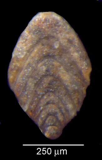 Lingulina charagmata Loeblich & Tappan, 1950