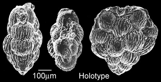 Planoglobulina brazoensis Martin, 1972