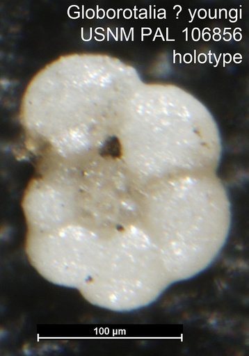 Globorotalia ? youngi Fox, 1954