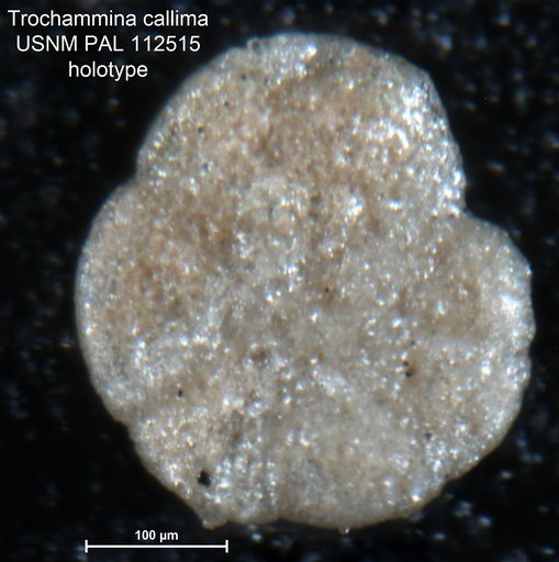 Trochammina callima Loeblich & Tappan Loeblich, 1950