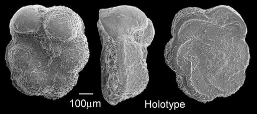 Globotruncana concavata cyrenaica Barr, 1972