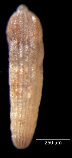 Dentalina ochyra Loeblich & Tappan, 1950