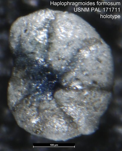 Haplophragmoides formosum Bolin, 1956