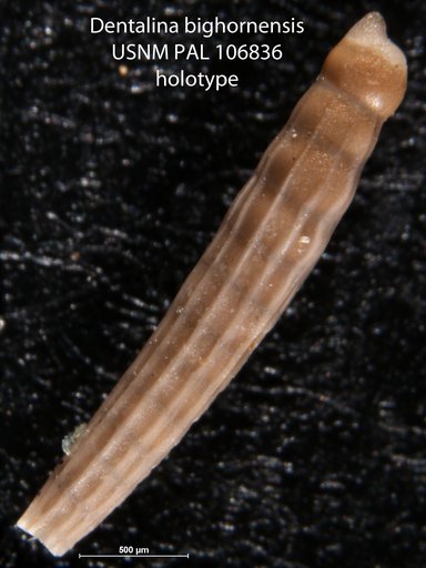 Dentalina bighornensis Fox, 1954