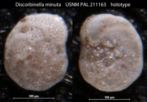 Discorbinella minuta Buzas et al., 1977