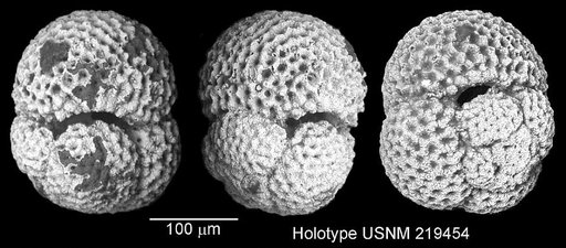 Globigerinoides quadrilobatus praeimmaturus Brönnimann & Resig, 1971