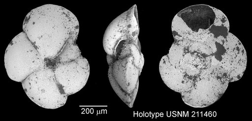 Globorotalia (Hirsutella) theyeri Fleisher, 1974