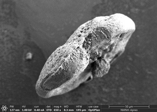 Discorbinella minuta Buzas et al., 1977