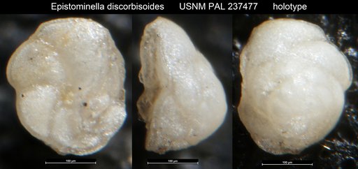 Epistominella discorbisoides Pierce, 1956