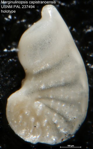 Marginulinopsis capistranoensis White, 1956