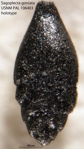 Sagoplecta goniata Tappan, 1951