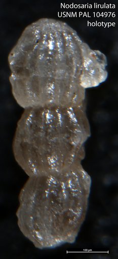 Nodosaria lirulata Loeblich & Tappan, 1950