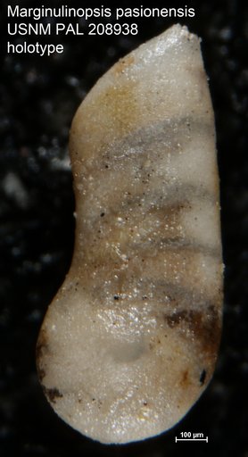 Marginulinopsis pasionensis Bermúdez, 1963