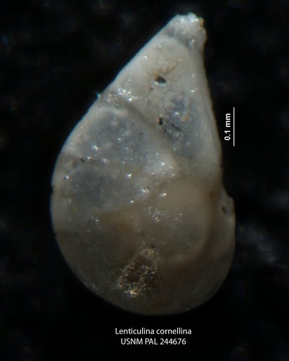 Lenticulina cornellina Cole & Gillespie, 1930