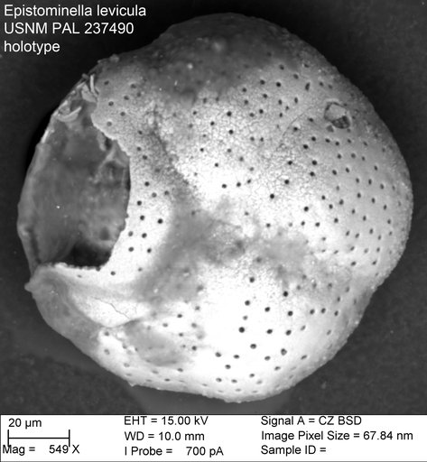 Epistominella levicula Resig, 1958