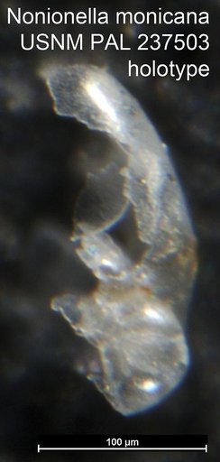 Nonionella monicana Zalesny, 1959