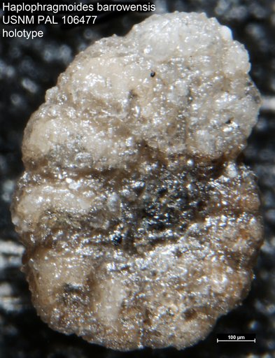 Haplophragmoides barrowensis Tappan, 1951