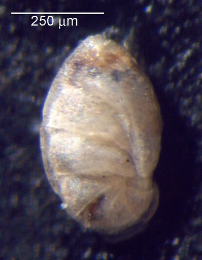 Astacolus ectypus Loeblich & Tappan, 1950